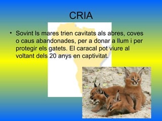 CRIA
• Sovint ls mares trien cavitats als abres, coves
o caus abandonades, per a donar a llum i per
protegir els gatets. El caracal pot viure al
voltant dels 20 anys en captivitat.
 