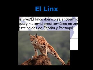 El Linx
• ¿Dónde vive?El lince ibérico se encuentra en
el bosque y matorral mediterráneo,en zonas
muy restringidas de España y Portugal.
 