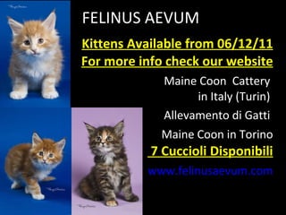 FELINUS AEVUM Kittens Available from 06/12/11 For more info check our website Maine Coon  Cattery  in Italy (Turin)  Allevamento di Gatti  Maine Coon in Torino  7 Cuccioli Disponibili www.felinusaevum.com 