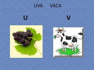 UVA VACA
U V
 