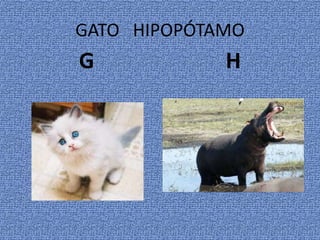 GATO HIPOPÓTAMO
G H
 