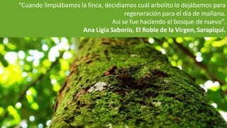 “Cuando limpiábamos la finca, decidíamos cuál arbolito lo dejábamos para
regeneración para el día de mañana.
Así se fue haciendo el bosque de nuevo”.
Ana Ligia Saborío, El Roble de la Virgen, Sarapiquí.
 