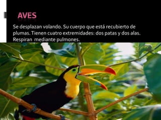 Se desplazan volando. Su cuerpo que está recubierto de
plumas. Tienen cuatro extremidades: dos patas y dos alas.
Respiran mediante pulmones.
 