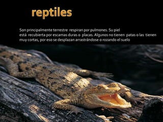 Son principalmente terrestre respiran por pulmones. Su piel
está recubierta por escamas duras o placas. Algunos no tienen patas o las tienen
muy cortas, por eso se desplazan arrastrándose o rozando el suelo
 