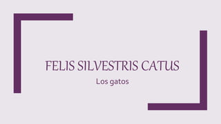 FELIS SILVESTRIS CATUS
Los gatos
 