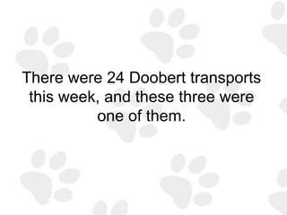 There were 24 Doobert transports
this week, and these three were
one of them.
 