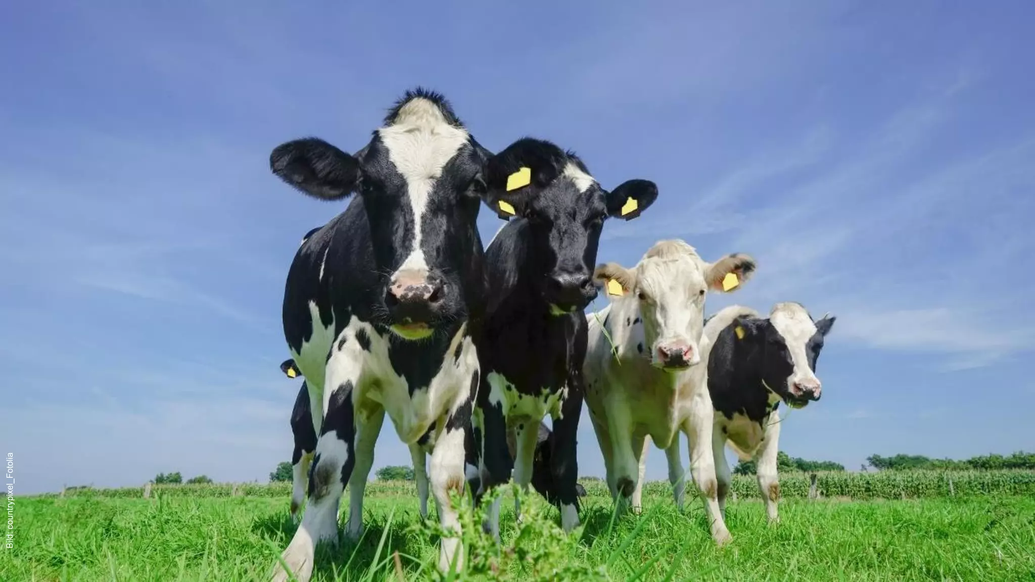 | Felix Prumbohm
Bild:countrypixel_Fotolia
 