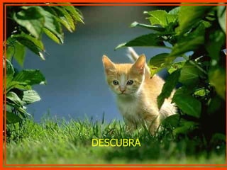 DESCUBRA 
