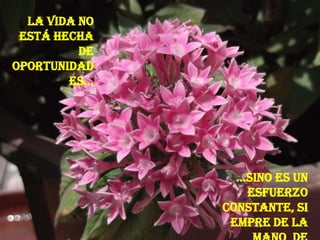 La vida no
 está hecha
          de
oportunidad
        es…




                 …sino es un
                  esfuerzo
               constante, si
                empre de la
 