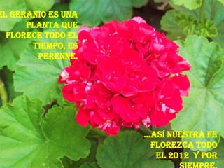 El Geranio es una
      planta que
  florece todo el
       tiempo, es
        perenne.




                    …Así nuestrA Fe
                     florezca todo
                      el 2012 y por
 