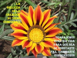 La
  belleza
     de la
 creación
  no tiene
comparaci
      ón…


              …Trabajemos
               nuestra vida
               para que sea
               de constante
             paz, tolerante
               con nuestros
 