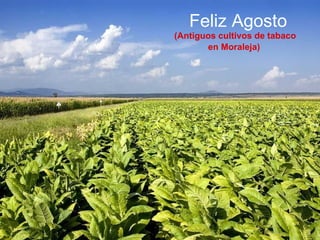 Feliz Agosto (Antiguos cultivos de tabaco en Moraleja)   