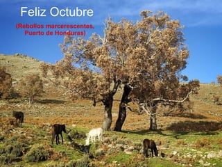 Feliz Octubre (Rebollos marcerescentes, Puerto de Honduras) 
