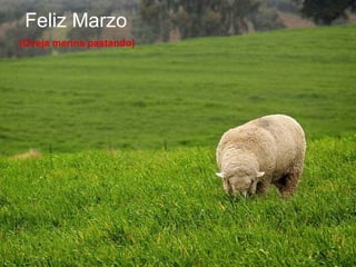Feliz Marzo  (Oveja merina pastando) 