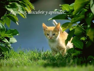 Explorar, descubrir y aprender..  