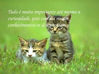 Tudo é muito importante até mesmo a curiosidade, pois com ela nossos conhecimentos se desenvolvem... 