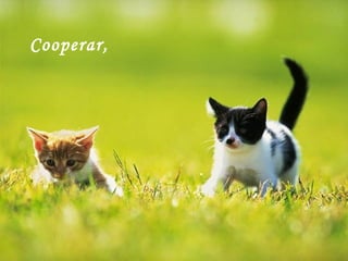 Cooperar, 