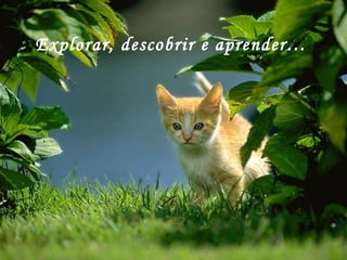 Explorar, descobrir e aprender…   