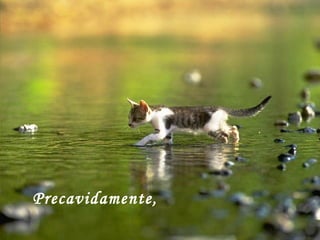 Precavidamente, 