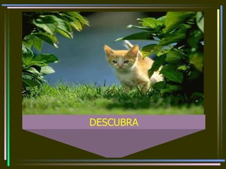DESCUBRA 
