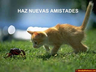 HAZ NUEVAS AMISTADES 