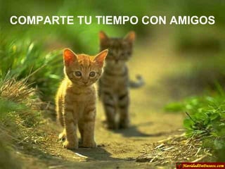 COMPARTE TU TIEMPO CON AMIGOS 
