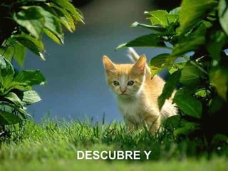DESCUBRE Y 