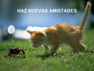 HAZ NUEVAS AMISTADES 