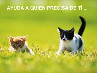 AYUDA A QUIEN PRECISA DE TÍ ...  