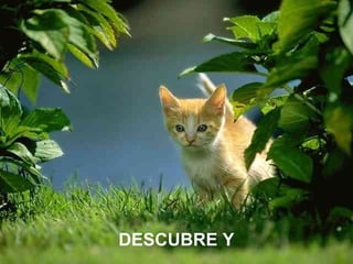 DESCUBRE Y
 