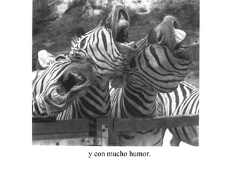 y con mucho humor.
 