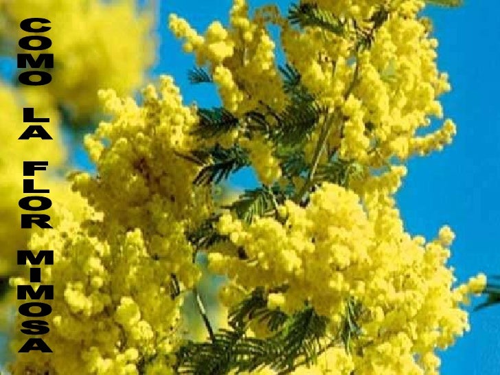 Feliz Cumpleanos Mi Chica Preferida