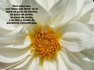 Pero para eso,
uno tiene que llevar en el
alma un poco de marino,
    un poco de pirata,
    un poco de poeta,
   y un kilo y medio de
 paciencia concentrada.
 