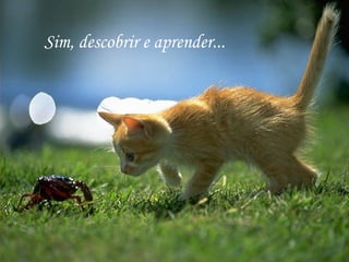 Sim, descobrir e aprender... 