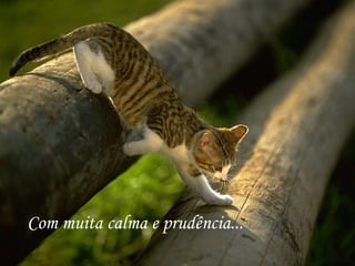 Com muita calma e prudência... 