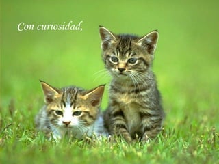 Con curiosidad, 