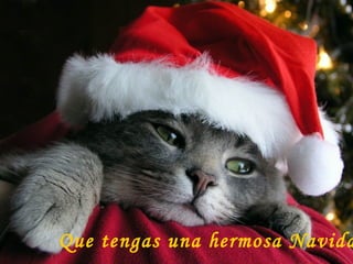 Que tengas una hermosa Navidad 