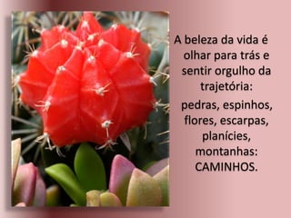 A beleza da vida é
olhar para trás e
sentir orgulho da
trajetória:
pedras, espinhos,
flores, escarpas,
planícies,
montanhas:
CAMINHOS.
 