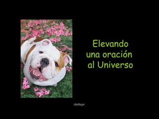 Elevando
una oración
al Universo
¡Refleja!
 