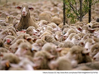 Vittorio Sciosia CC http://www.flickr.com/photos/7504140@N04/472279792/
 