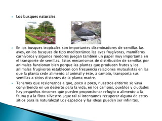 Los busques naturalesEn los busques tropicales son importantes diseminadores de semillas las aves, en los busques de tipo mediterráneo las aves frugívoras, mamíferos  carnívoros y algunos roedores juegan también un papel muy importante en el transporte de semillas. Estos mecanismos de distribución de semillas por animales funcionan bien porque las plantas que producen frutos y los animales frugívoros establecen con frecuencia relaciones mutualistas en las que la planta cede alimento al animal y éste, a cambio, transporta sus semillas a sitios distantes de la planta madre.Tenemos que resignarnos a que, poco a poco, nuestros entorno se vaya convirtiendo en un desierto para la vida, en los campos, pueblos y ciudades hay pequeños rincones que pueden proporcionar refugio o alimento a la fauna y a la flora silvestre. ¡que tal si intentamos recuperar alguna de estos sitios para la naturaleza! Los espacios y las ideas pueden ser infinitos.