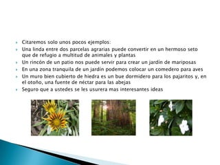 Citaremos solo unos pocos ejemplos:Una linda entre dos parcelas agrarias puede convertir en un hermoso seto que de refugio a multitud de animales y plantasUn rincón de un patio nos puede servir para crear un jardín de mariposasEn una zona tranquila de un jardín podemos colocar un comedero para avesUn muro bien cubierto de hiedra es un bue dormidero para los pajaritos y, en el otoño, una fuente de néctar para las abejasSeguro que a ustedes se les usurera mas interesantes ideas
