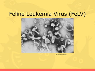 Feline Leukemia Virus (FeLV)

By: Michelle Young

 