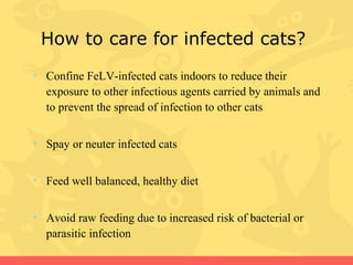 Picture of Feline Leukemia Virus (FeLV) | PPT