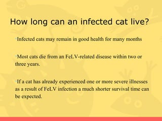 Picture Idea: Feline Leukemia Virus Felv