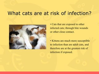Image showcasing Feline Leukemia Virus (FeLV) | PPT
