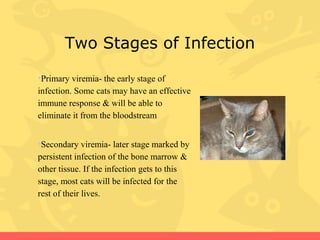 Feline Leukemia Virus (FeLV) | PPT