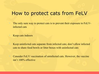Feline Leukemia Virus (FeLV) | PPT