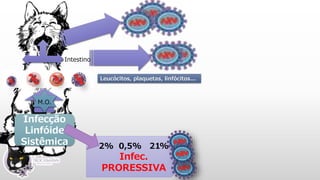 2% 0,5% 21%
Infec.
PRORESSIVA
Infecção
Linfóide
Sistêmica
Leucócitos, plaquetas, linfócitos...
M.O.
Intestino
 