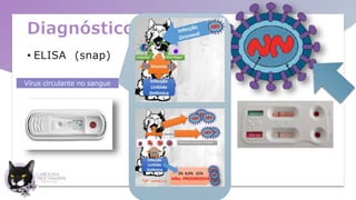 Diagnóstico
• ELISA (snap)
Vírus circulante no sangue
 
